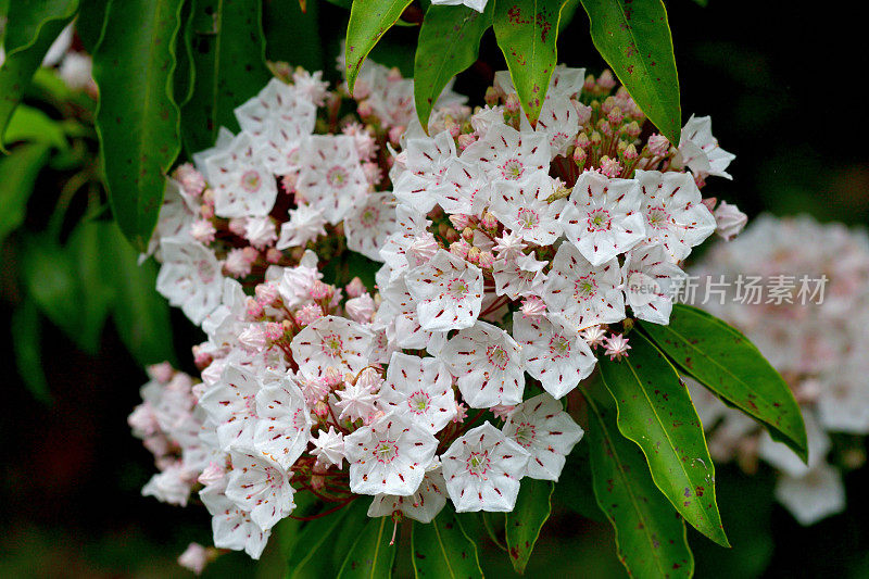 大叶菖蒲/山桂花